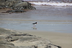 Pied Oystercatcher at Cloudy Bay, Bruny Island.