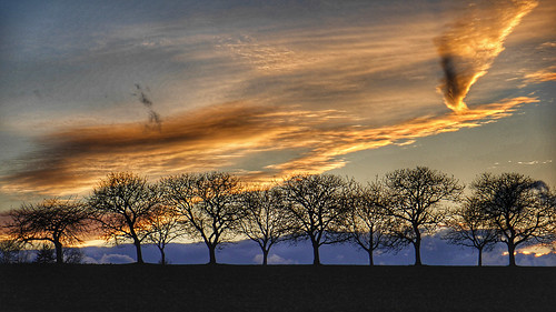 clouds trees sunset sundown silhouette nightfall rowoftrees