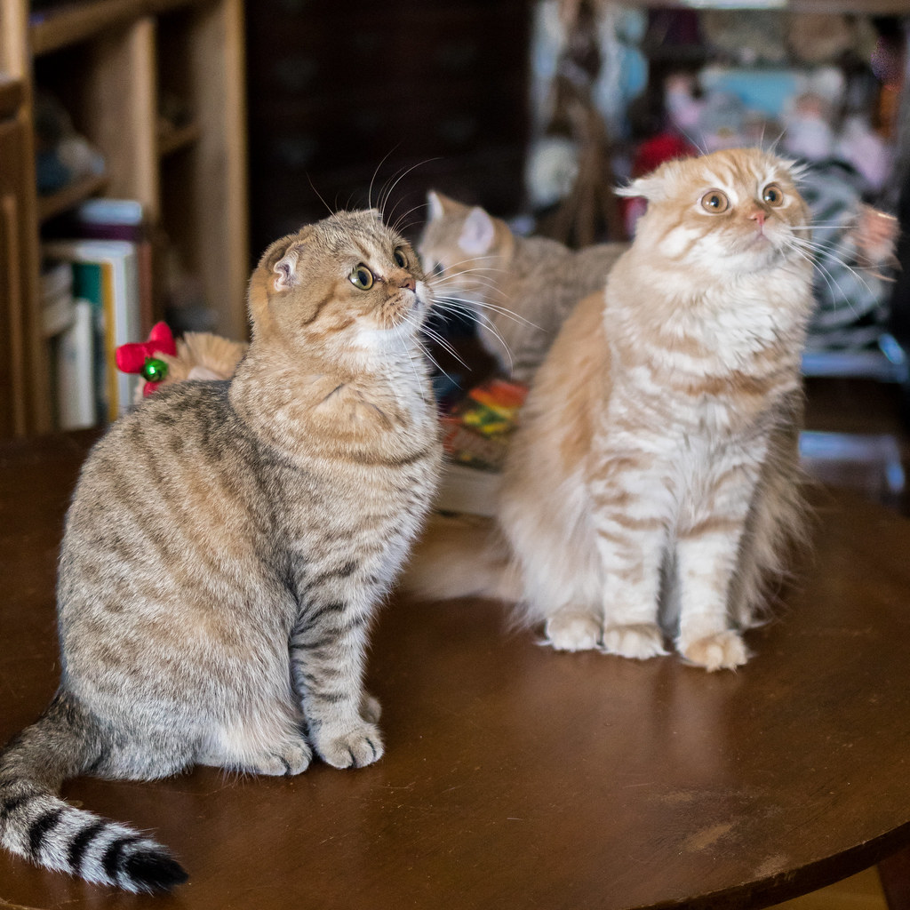 scottish fold personality