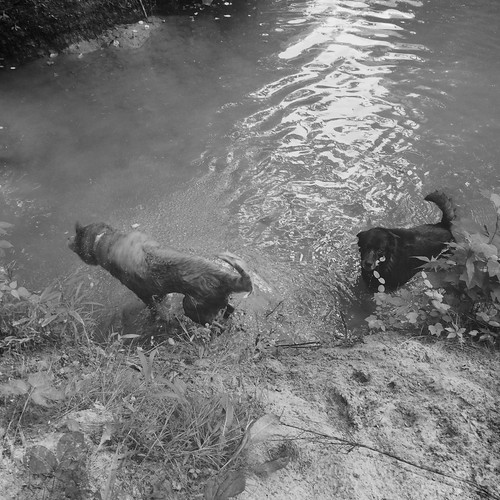 dogs water creek swim lucy kentucky ky molly hipstamatic queenwestfilm paintsvillelakewildlifemanagementarea deelens
