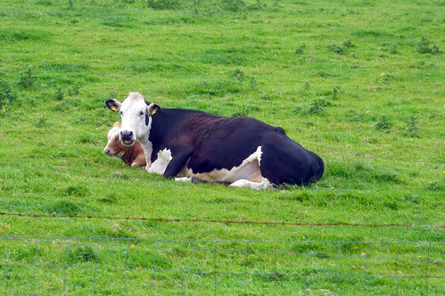 Cows at Slea Head | Ryan Schreiber | Flickr