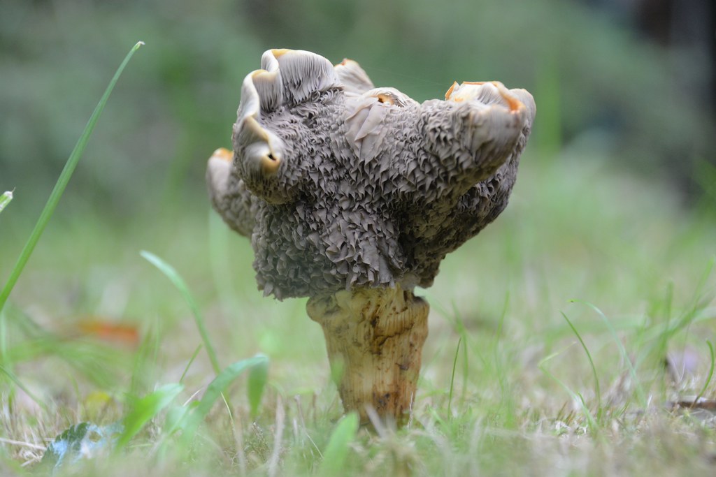 Welcher Pilz auf Rasen ?, NGID1461338546 | naturgucker.de / enjoynature
