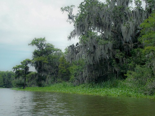 trees nature moss louisiana bayou swamp wetlands cypress waterscape lafourcheparish ilobsterit