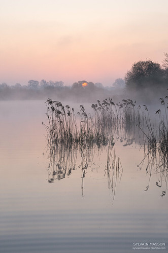 Emergence by Tintin44 - Sylvain Masson, sunset landscape eau roseaux brume végétation hautegoulaine maraisdegoulaine pontdelouen