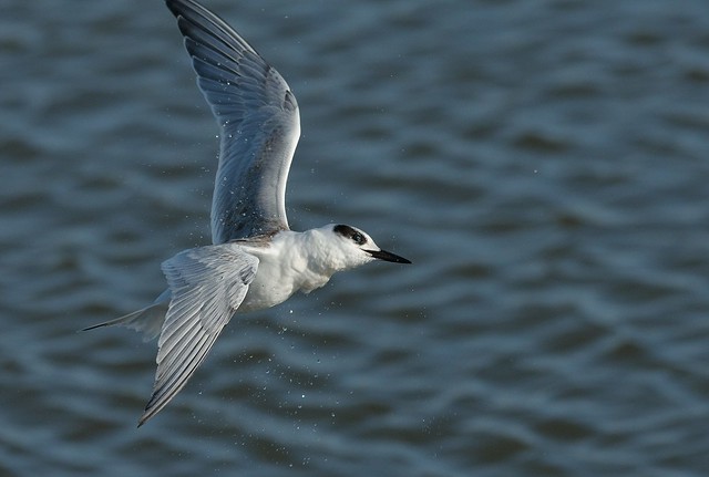 Juvenile Forster's Tern on the 