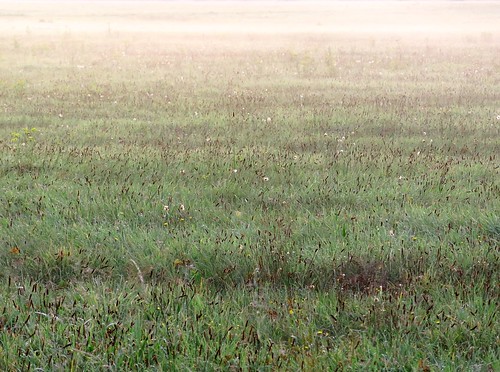 meadow mist autumnmeadow eveningmist grasses teal emerald vertblu mood moody fog foggy misty softpink seedheads grass