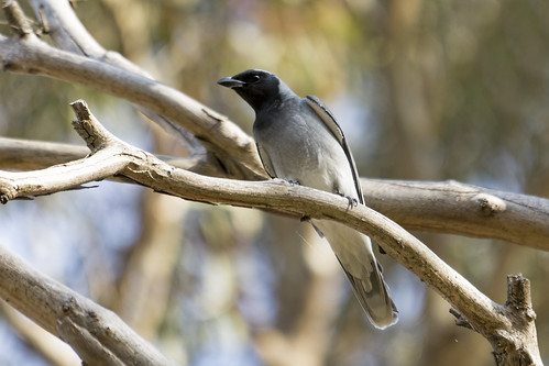 Black-faced Cuckoo-shrike 2014-10-24 (_MG_5426)