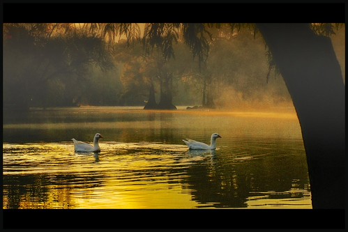 GOLDEN by NIKONIANO, golden surreal zamora dorado nikoniano aguamaniacos waterenvirons sergioalfaroromero camécuaro tang