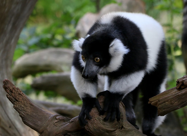 Feisty Black-and-white ruffed Lemur