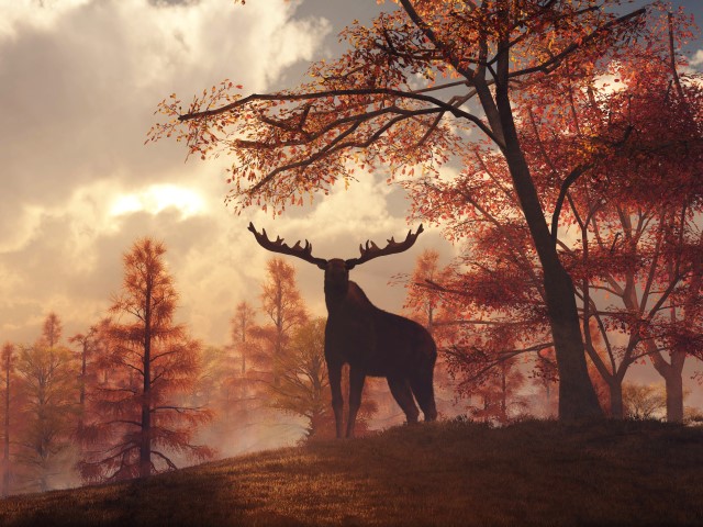 A Moose in Fall