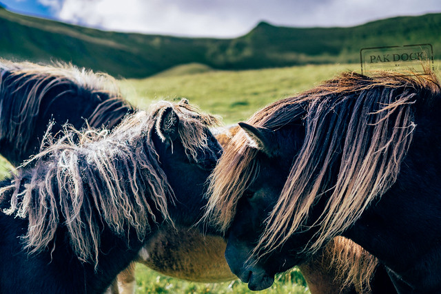 Horses in Kalsoy - Faroe Islands