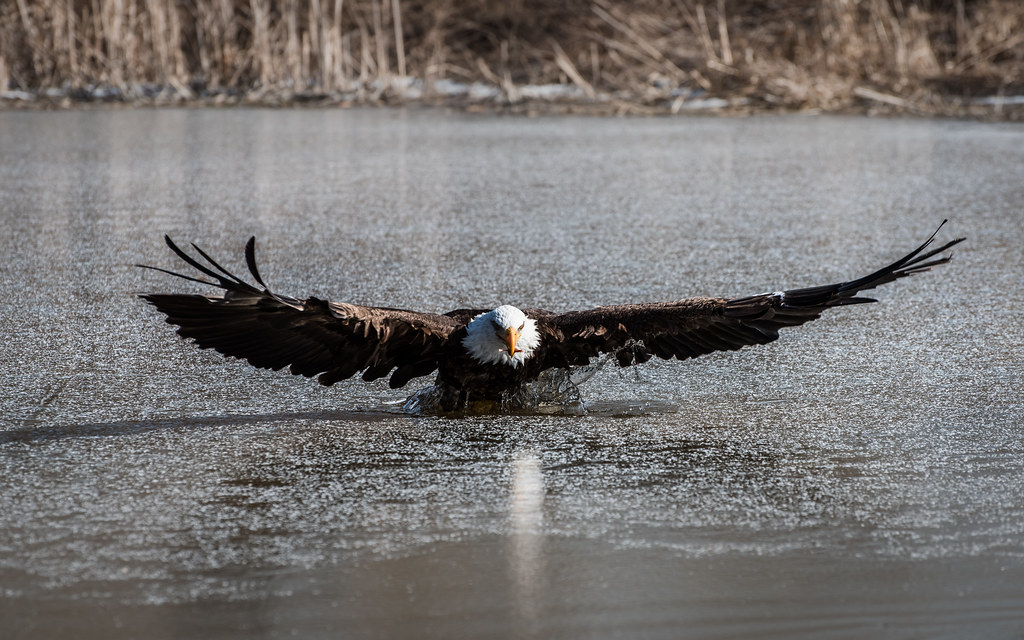 Canadian Raptor Conservancy - March 4, 2017 | What an amazin… | Flickr