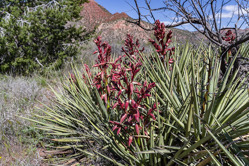 arizona coconinonationalforest fr131 forestservice pentaxk1 redrockrangerdistrict sycamorecanyonroad usfs verderiver desert flora forest outdoors clarkdale unitedstates