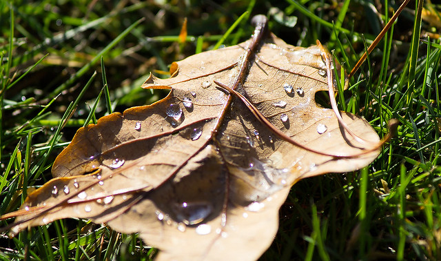 Fallen Leaf