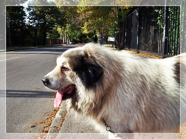 A rare dog in Hungary-Egy ritka kutya Magyarországon