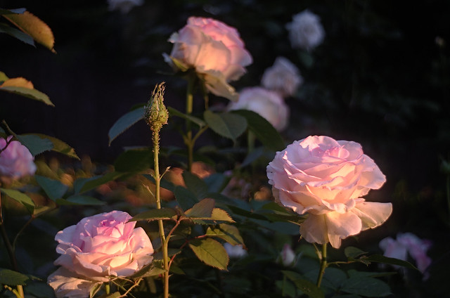Morning roses