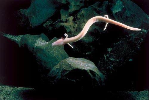 le protée anguillard | Une grande partie de la faune qui hab… | Flickr
