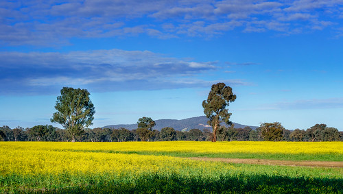 landscape spring australia victoria highcountry oxley northeastvictoria