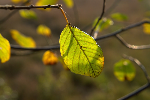 leaves / dutch indian summer (40)
