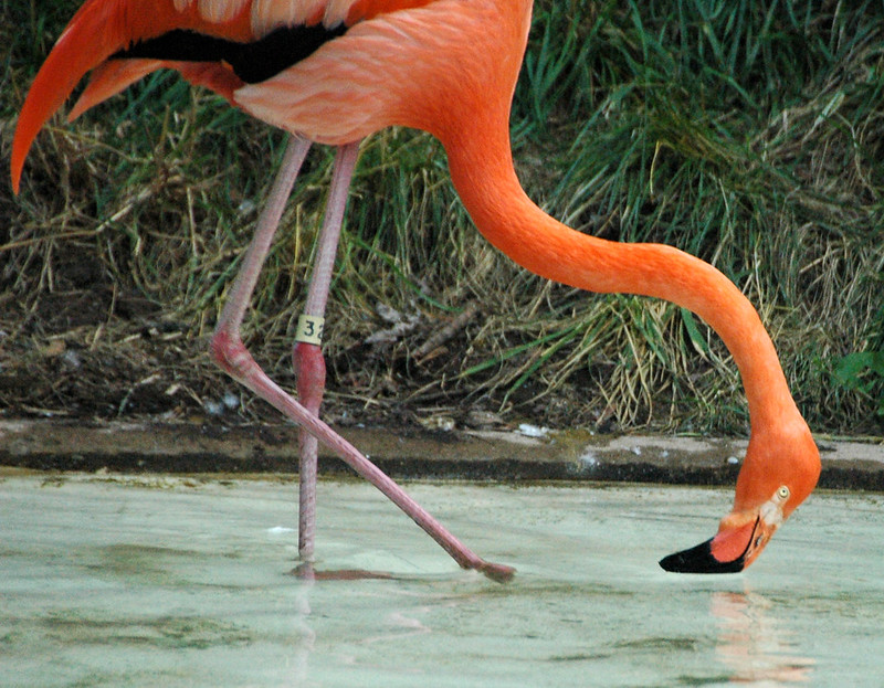 Greater Flamingo behavior