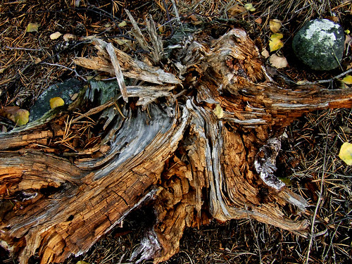 dried pine wood
