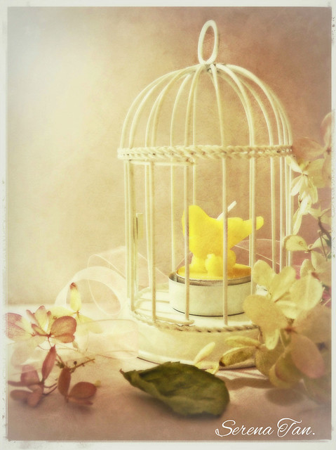 Still Life Bird Cage