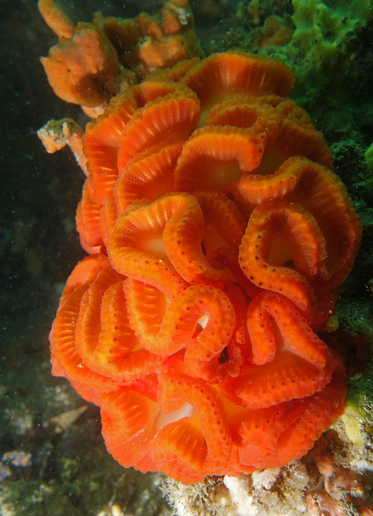 Brain ascidian - Sycozoa cerebriformis #marineexplorer | Flickr