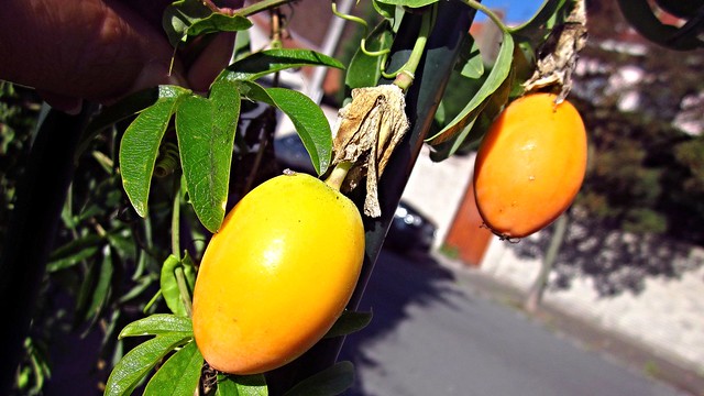 Passiflora caerulea - Fruits