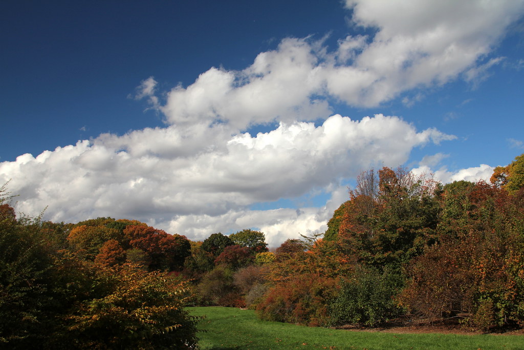 Arnold Arboretum, Fall Foliage, October 30, 2014