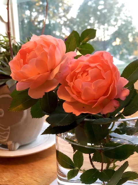 Pink/Peach, Shrub Rose, Bara, 薔薇