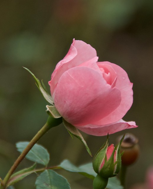 rose, bud, pink