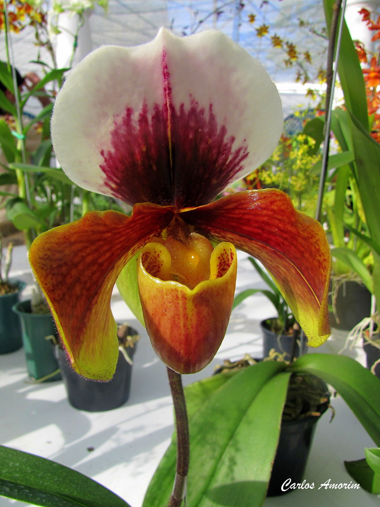 Orquídea Sapatinho (Paphiopedilum) | Orquídea Sapatinho (Pap… | Flickr