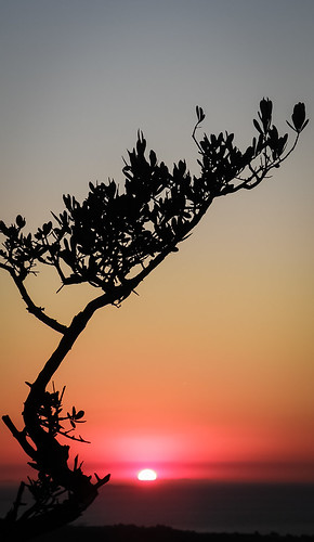 tree silhouette sunset kos greece nature sun orange black sky lonely sea horizon