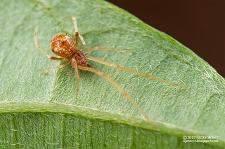 Comb-footed spider (Janula sp.) - ESC_0025