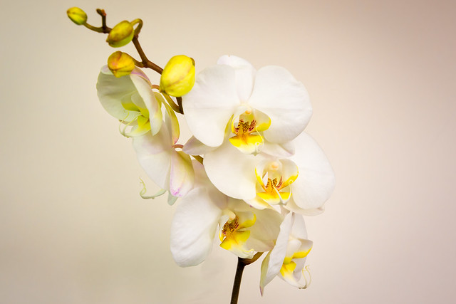 Phalaenopsis (moth orchid) portrait 1