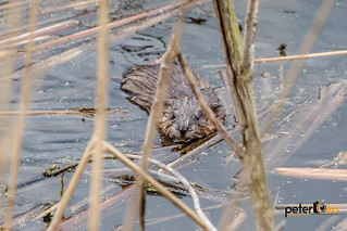 Beaver swimming towards shore while looking at me.