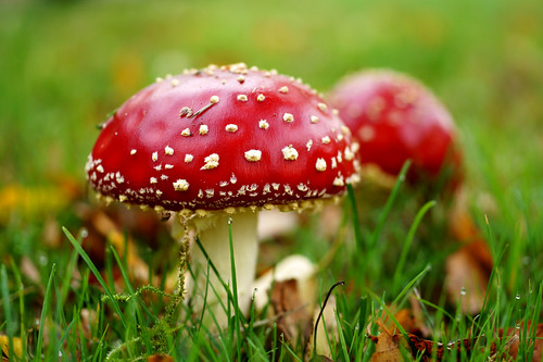 autumn macro mushroom droplets october ngc herfst npc paddenstoel flyagaric 2014 vliegenzwam atsjebosma