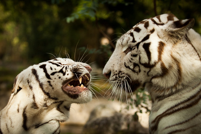Royal White Tiger, discussion between parents.