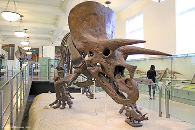 L'Upper West Side di Manhattan: cosa vedere tra parchi, musei ed edifici storici 16 American Natural History Museum.