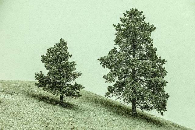 Two Trees in the Snow