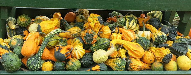 Fall Colours - Pumpkins of All Sizes - or Gourds ?