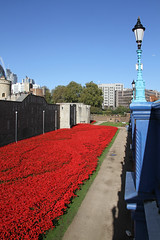 Tower of London Poppies 15