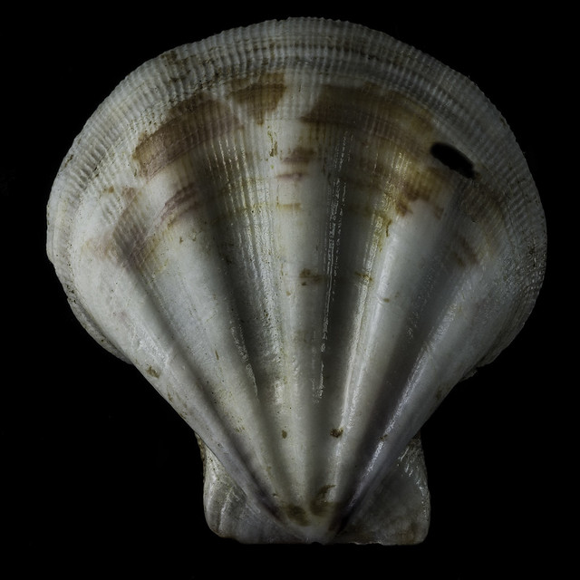 Sea Shell With A Hole