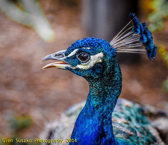 Peacock - profile - Explored Oct 18, 2014 - 115