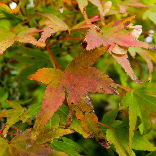 Autumn colours: Japanese acer, Bantock Park