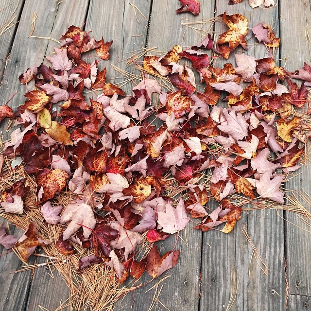 Leaf love 🍂🍁 #autumn