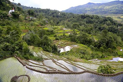 tanatoraja sulawesie indonesie rice terracericefield indonésienlandscape