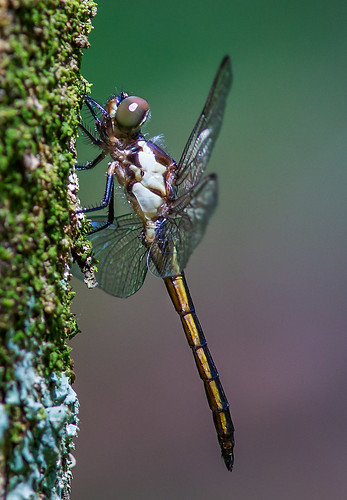 dragonflies northcarolina odes singletarylakesp