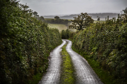 road rural landscape countryside view hedges 1631 100x aphotoadayforamonth amonthin31pictures 100xlandscapes devoncountrylanewithgreenmossgrowingthemiddle yourenotlocalareyou the2014edition octoberchallenge2014