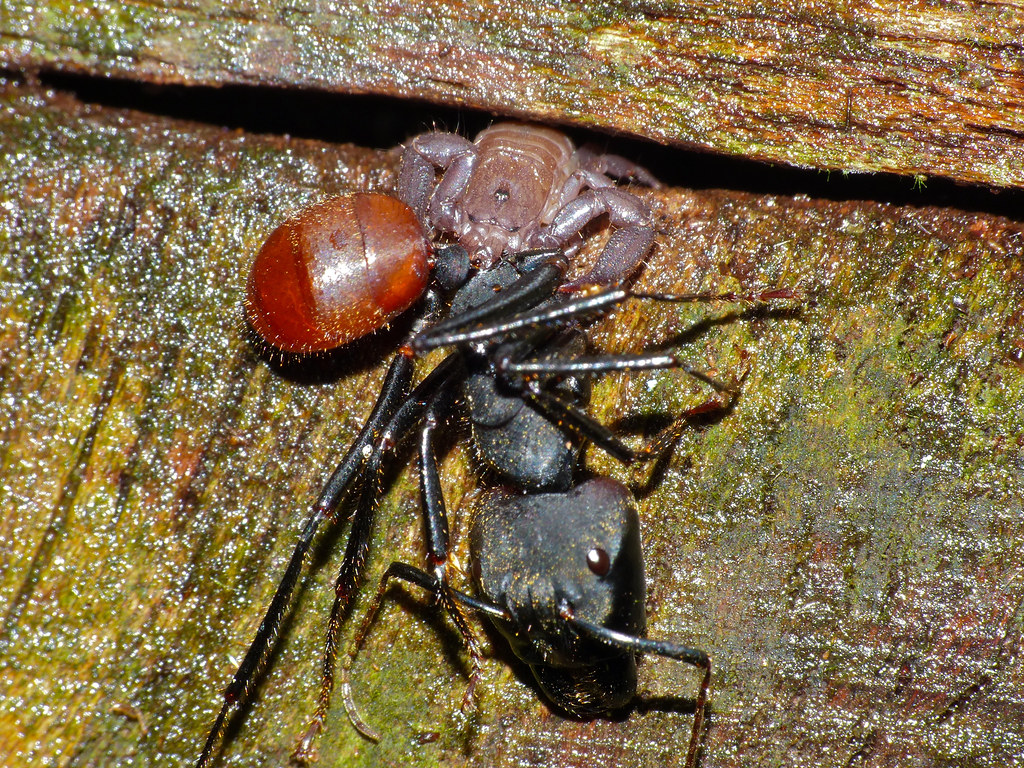 Insektenkunde Insekt Rahmen Ameisen Dinomyrmex Giga Soldat A1 Camponotus 